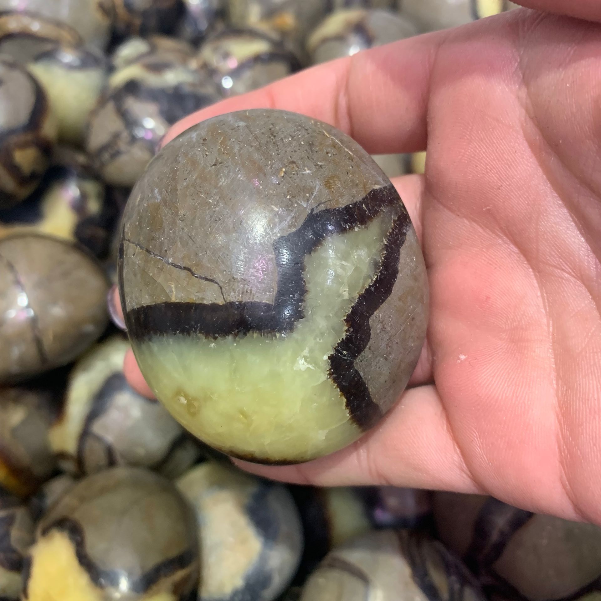 Septarium Natural Septarium Rock Palm stone - crystal wholesale
