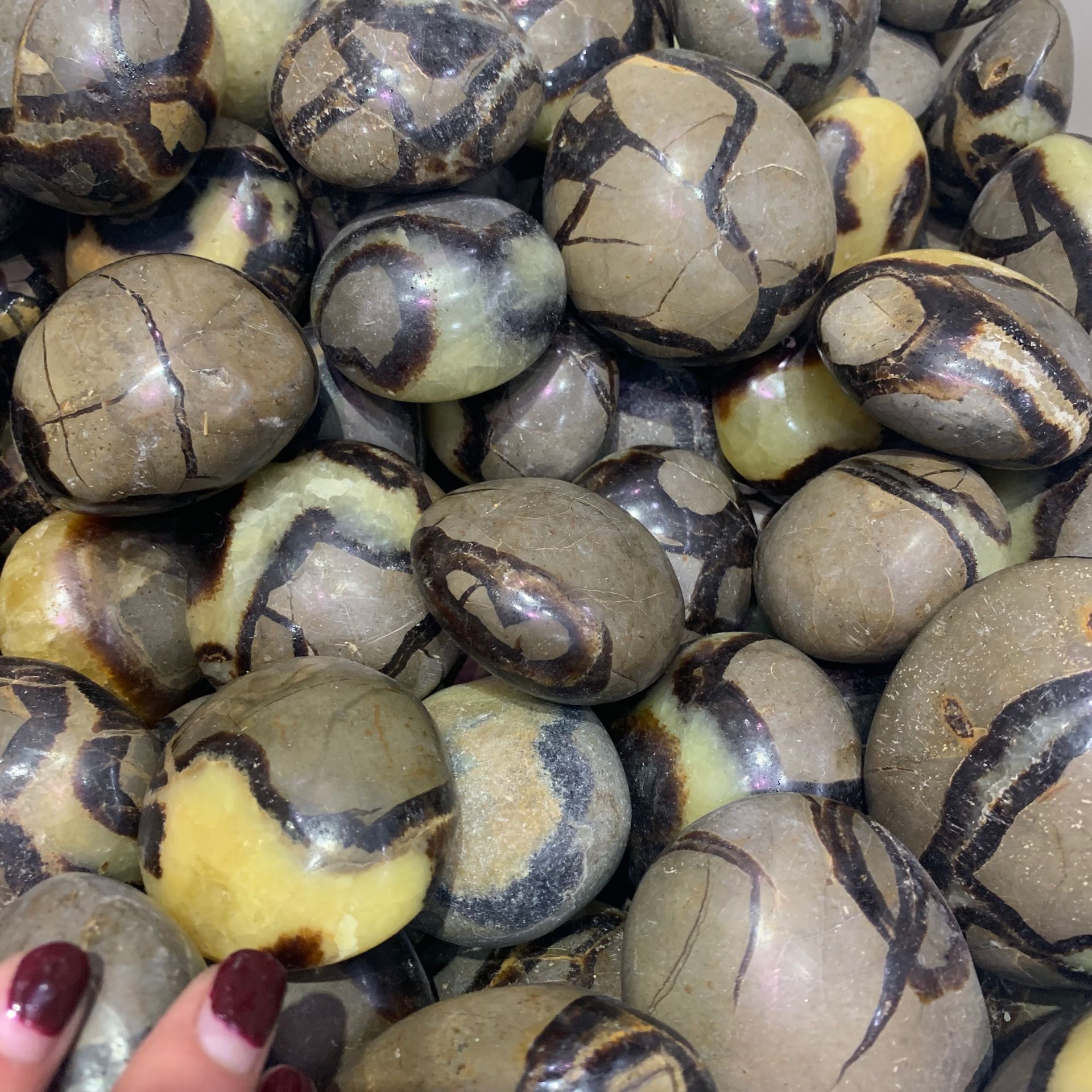 Septarium Natural Septarium Rock Palm stone - crystal wholesale