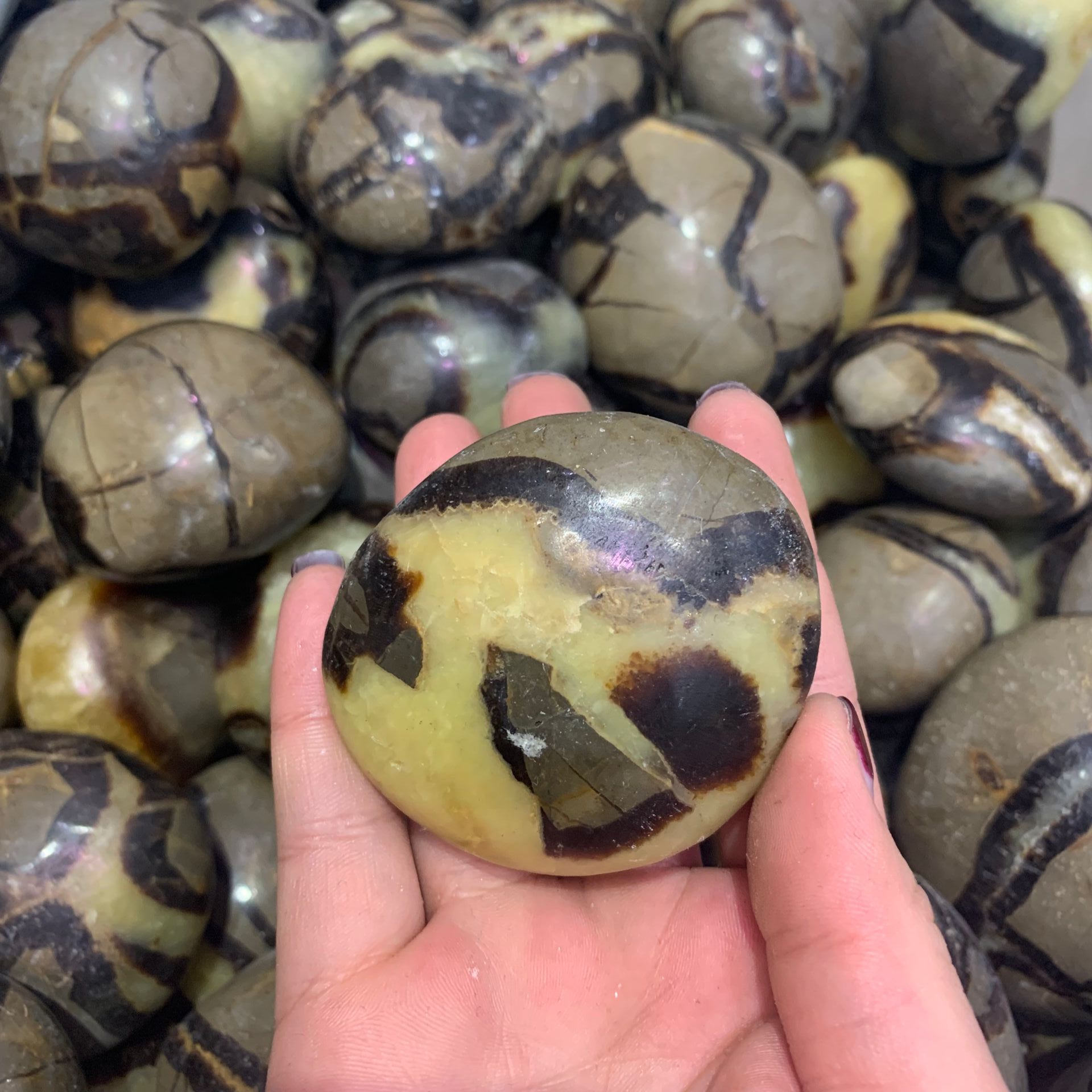 Septarium Natural Septarium Rock Palm stone - crystal wholesale