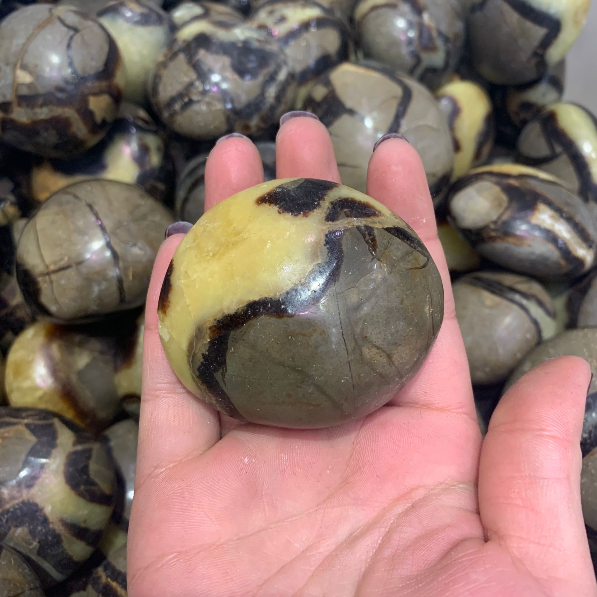 Septarium Natural Septarium Rock Palm stone - crystal wholesale